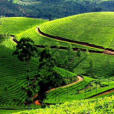 Cochin to Munnar, Thekkady & Alleppey