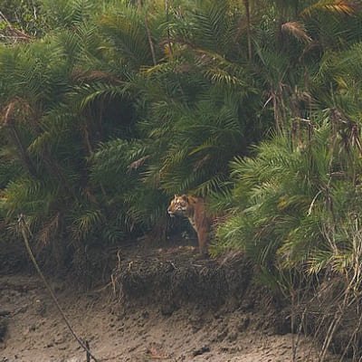 Kolkata & Sunderban Mangrove Forest