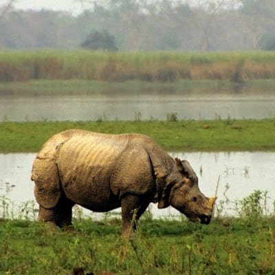 Kaziranga National Park & Guwahati