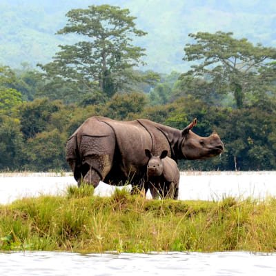 North East India Temple, Tiger, Tribal & River Island