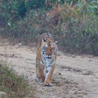 Mughal Heritage with Tiger Safari & Spa Retreat