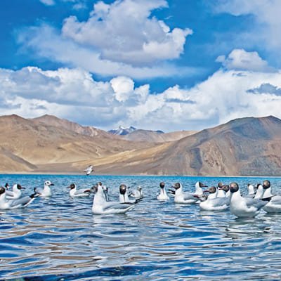 Enchanting Pangong Lake: A Journey from Leh