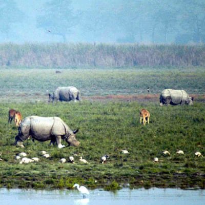 Assam Tea Estate, Rain Forest, River Island & Tiger Reserve Tour