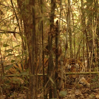 Incredible Wildlife Safari