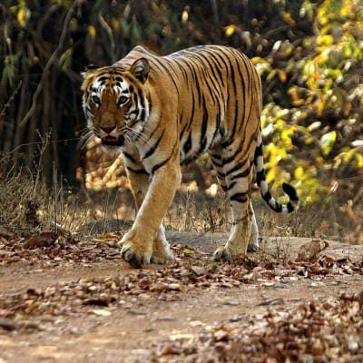 Incredible Wildlife Safari in Bandhavgarh, Kanha & Pench National Parks