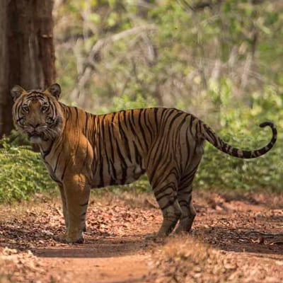 Wildlife Wonders: Anshi National Park Day Tour from Goa