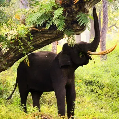 Bangalore to Nagarhole National Park