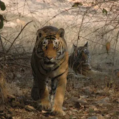 Golden Triangle, Tiger Safari & Temple Tour