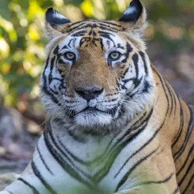 Safaris In Central India Tour From Delhi/Mumbai