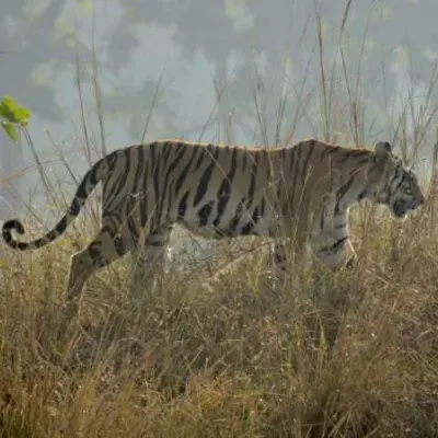 Safaris In Central India Tour From Delhi