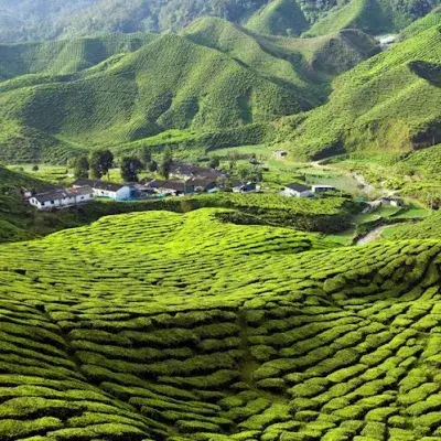 Cameron Highlands, Ipoh & Kuala Lumpur Tour