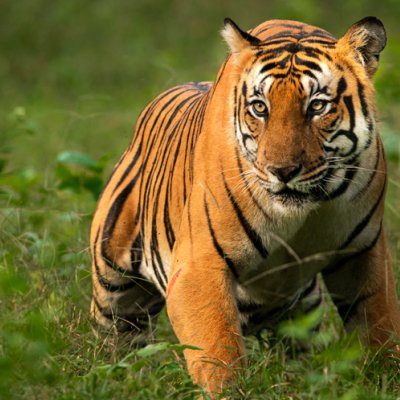 Delhi to Rishikesh & Corbett Tiger Reserve