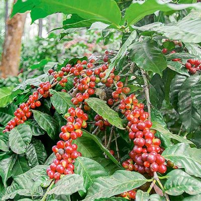 Bangalore to Chikmagalur – Hoysala Temples & Bhadra Wilderness