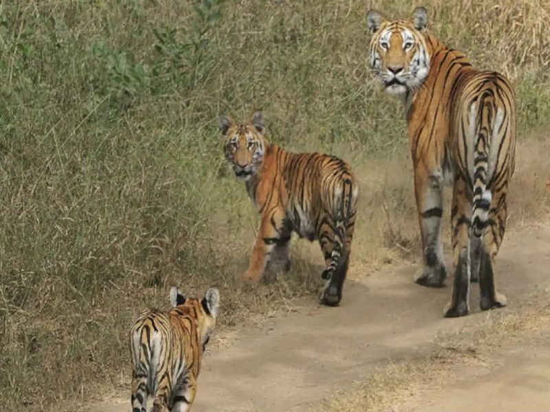 Tiger & Temple