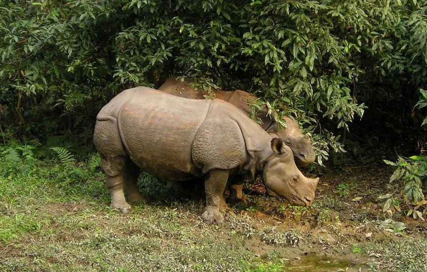 Himalayan Escape: Chitwan Wildlife, Lumbini Serenity, and Pokhara Charm