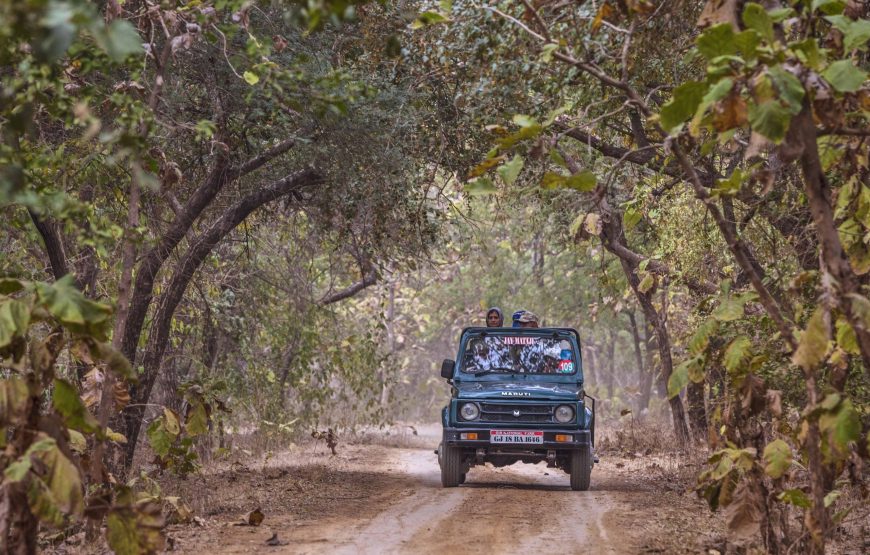 Across The Temples, Historical Sites & Wildlife of Gujarat