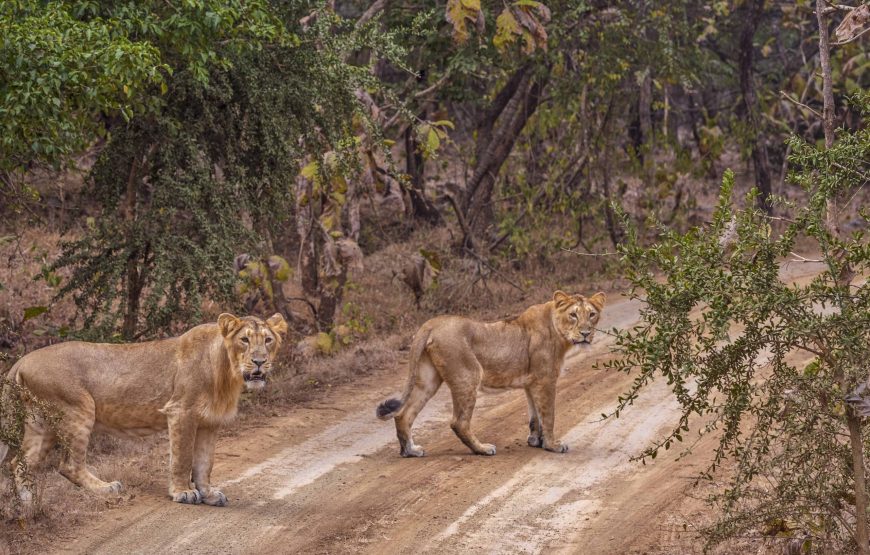 Across The Temples, Historical Sites & Wildlife of Gujarat