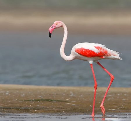 Wildlife Wonders & Sacred Serenity: Narayan Sarovar and Koteshwar Day Tour