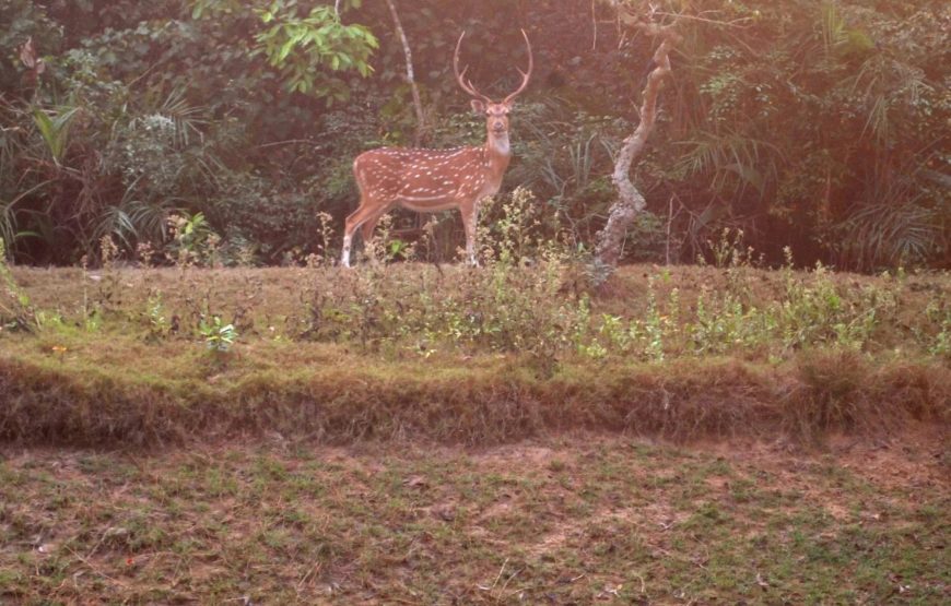 Bhubaneswar, Bhitarkanika Mangroves & Similipal Tiger Reserve Tour