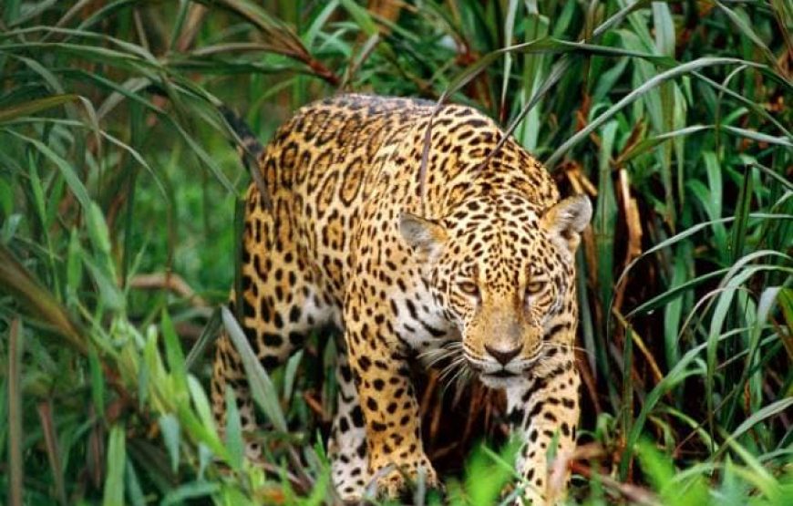 Kolkata & Sunderban Mangrove Forest