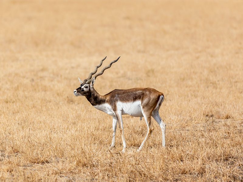 Blackbuck Safari Experience from Vadodara
