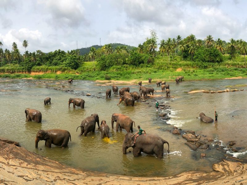 Sri Lanka Highlights: From Sigiriya to Coastal Charms