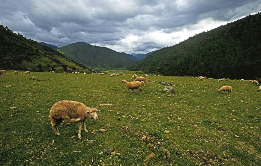 National Park & Buddhist Monasteries Tour from Guwahati