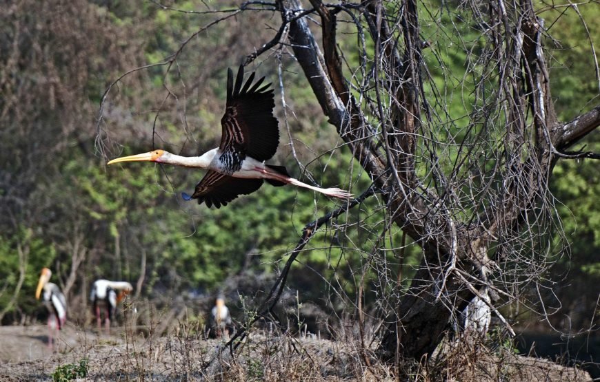 Ultimate 15 Days in India