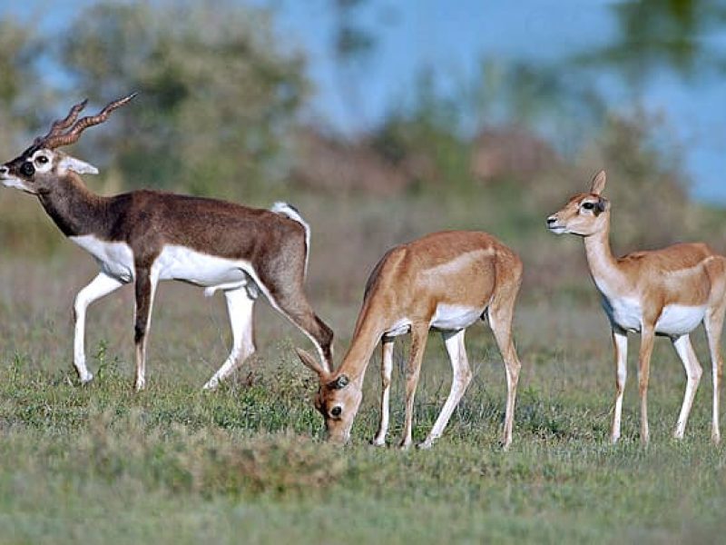 Bhuj, Narayan Sarovar Sanctuary & White Rann of Kutch Tour