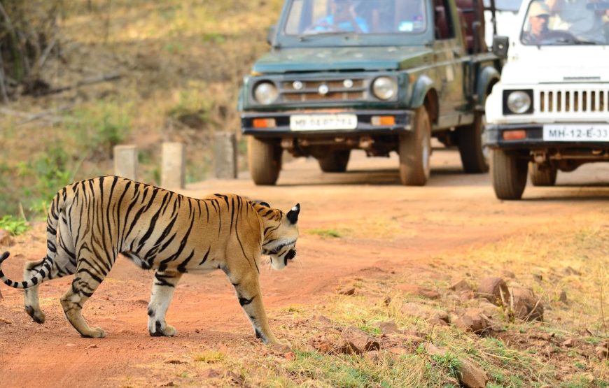 Safari in Tadoba National Park