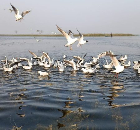 Birdwatching & Archaeology: Nal Sarovar to Lothal