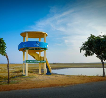 Pulicat Lake Avian Adventure: A Birdwatcher’s Paradise