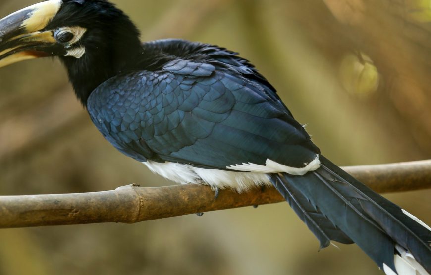 Nagaland Cultural Expedition: Hornbill Festival & Beyond